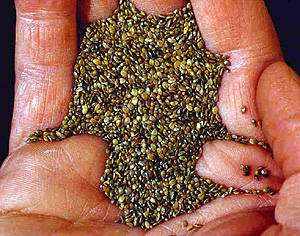 Chia seeds are rich in antioxidants that help protect the body from free radicals. (photo: Wikimedia)