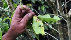 Coffee rust in Colombia (Wikimedia Commons).