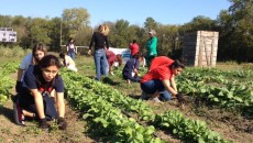 Volunteers help with the crops at Paul Quinn  College's onsite farm.