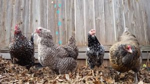From left Artoo, Mabel, Pearl, and Noxema turn kitchen scraps into eggs and dead leaves into compost. Photo by Joseph M. de Leon