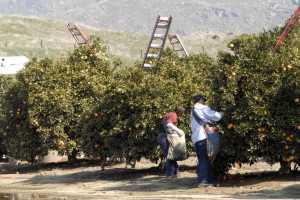 Farm workers harvesting oranges in Fresno county, California (Photo by Eduardo Stanley)