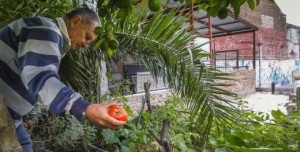 Fernando Cabrera, coordinator of institutional activities for Club Premier, picks up a tomato in the Huerta El Caskote, the community center’s vegetable garden.