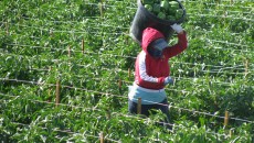 A worker harvests bell peppers. Advocates say workers may put up with intolerable conditions for fear that complaining will cost them their jobs, and their visas, in favor of workers here illegally. (Photo courtesy Farmworker Justice)