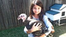 Author's daughter, Norah, holds Gravy the turkey (who thinks it's a hen)