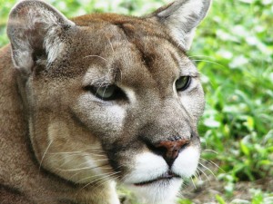 The eastern puma was declared extinct this week by the US Fish and Wildlife Service. In addition to being our companions on Earth, animals provide ecosystem services, such as pollination and clean water, for humans.  Monica R./flickr, CC BY